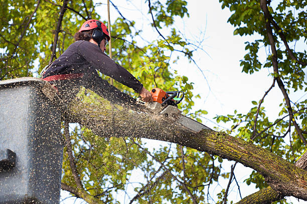 Best Tree Removal  in Interlachen, FL
